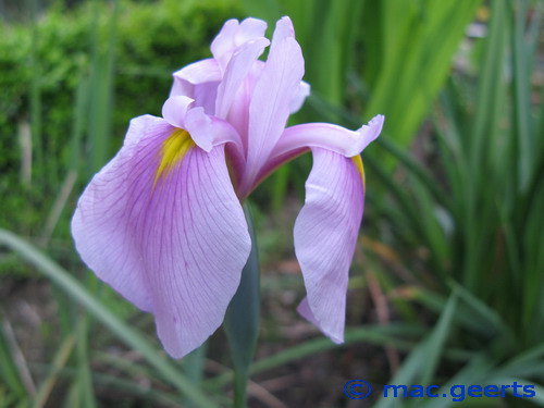 Iris ensata 'Rose Queen'